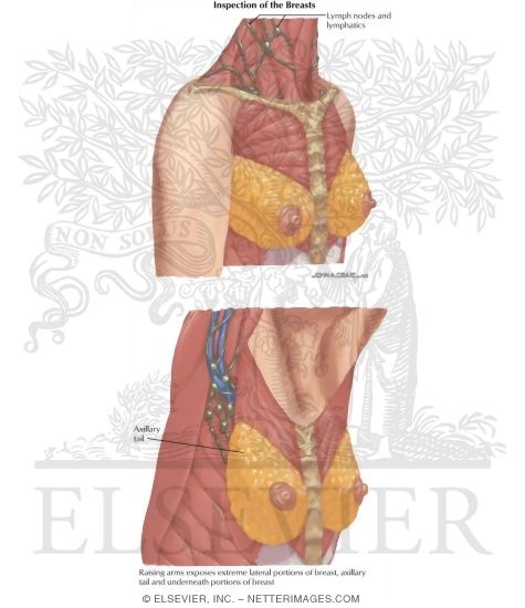 Positions for Examination of the Breast