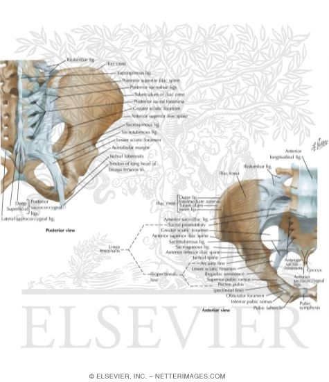 Bones and Ligaments of Pelvis