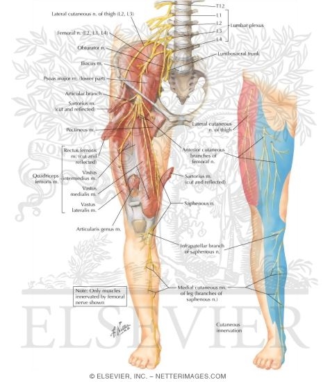 Femoral Nerve and Lateral Femoral Cutaneous Nerves