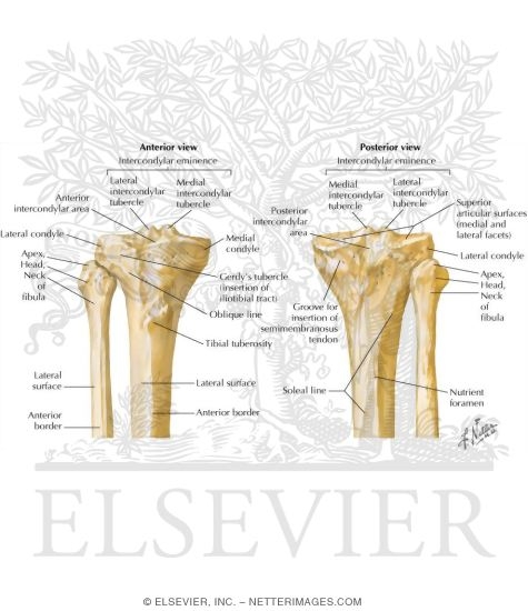 Tibia and Fibula
