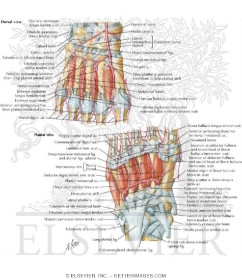 Interosseous Muscles and Plantar Arterial Arch
Interosseous Muscles and Deep Arteries of Foot