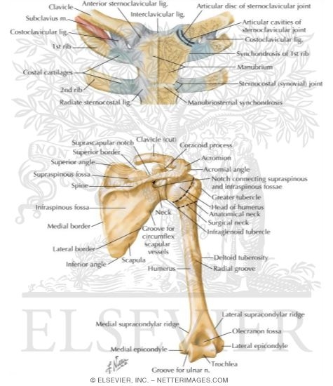 Sternoclavicular Joint