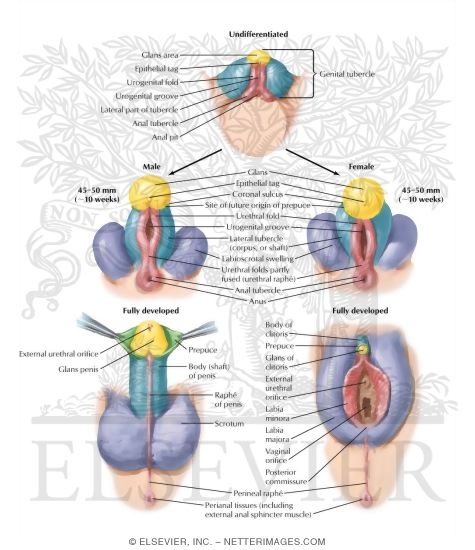 Homologues of External Genitalia