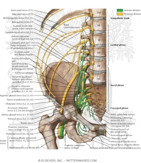 Innervation of Abdomen and of Perineum