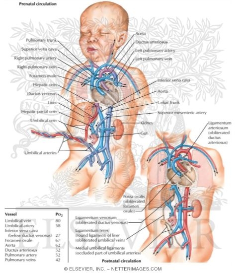 arteries of body diagram. Catgirls diagram summarises