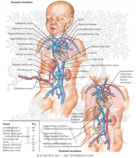 lood vessels arteriesoh blood vessels arteries. lood vessels arteriesoh
