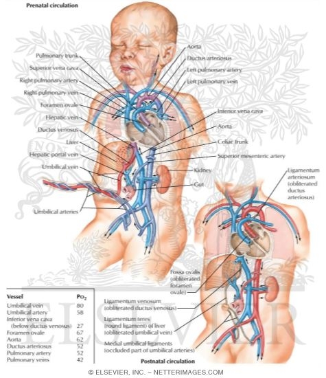 veins and arteries of body. Cat+veins+and+arteries+