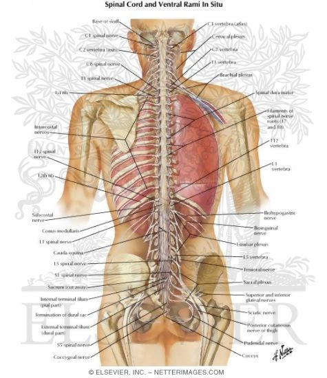 Spinal Cord and Ventral Rami In Situ