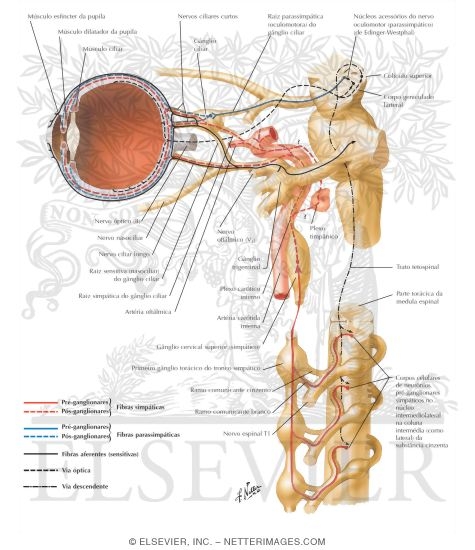 Ciliary Ganglion: Schema
Innervation of the Intrinsic Eye Muscles
Ciliary Ganglion: Schema