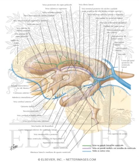 Subependymal Veins of Brain