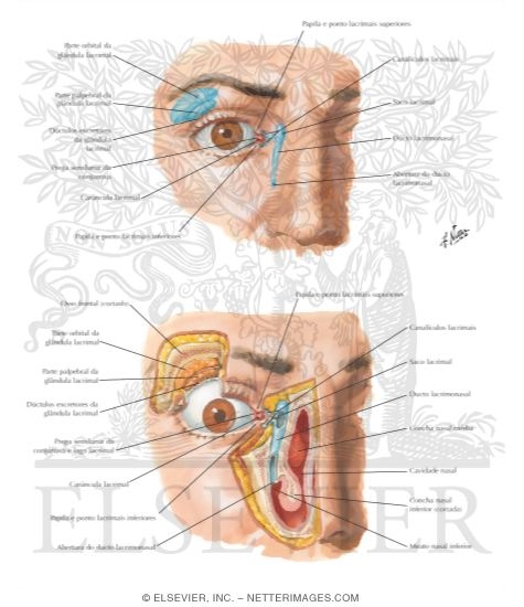 Aparelho Lacrimal