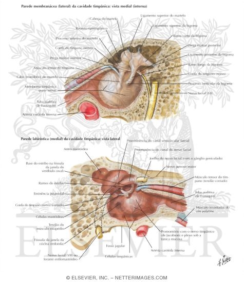 Tympanic Cavity