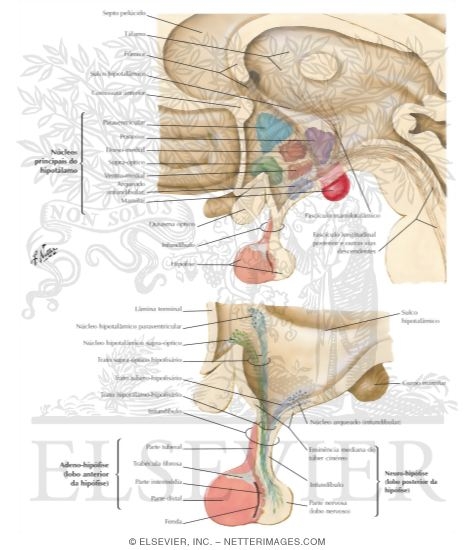 Hypothalamus and Hypophysis