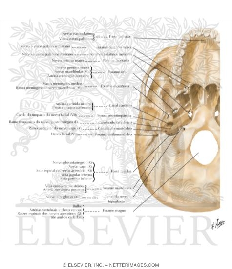 Foramina of Cranial Base: Inferior View