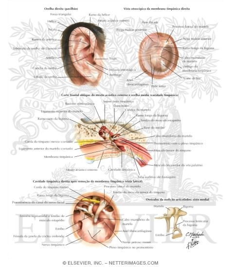 External Ear and Tympanic Cavity