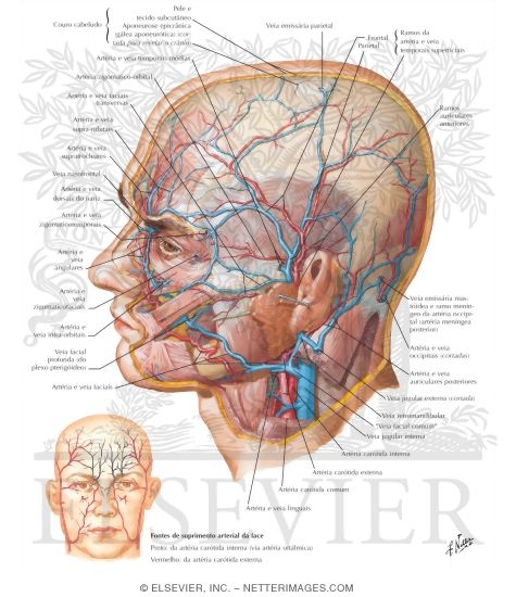 Superficial Arteries and Veins of Face and Scalp