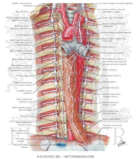 Autonomic Nerves in Thorax Sympathetic Trunk in the Thorax