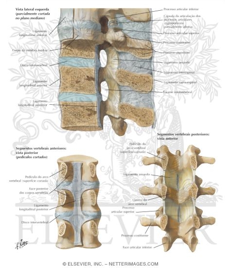 Vertebral Ligaments: Lumbar Region
Ligaments of the Spinal Column
