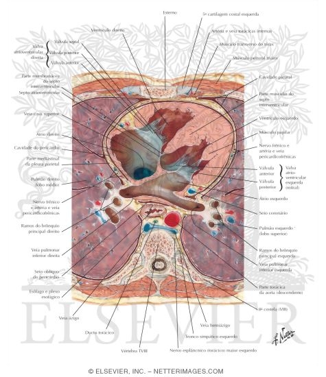 Transverse Section Through Heart and Thorax
