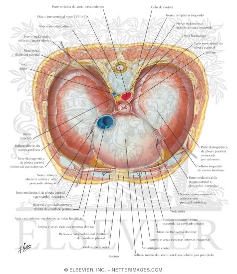 Diaphragm: Thoracic Surface