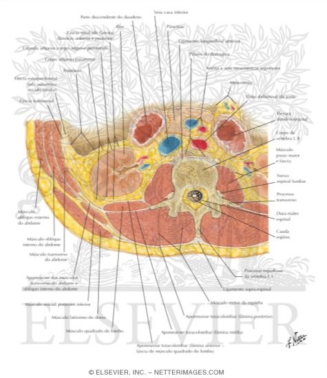 Lumbar Region of Back: Cross Section
Transverse Section Through Lumbar Region (L2) of Back
