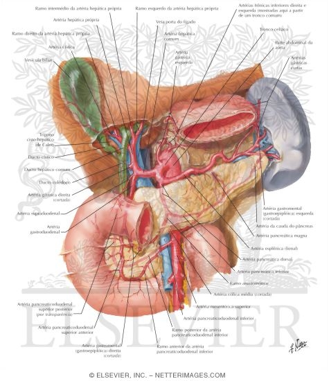 Arterial Blood Supply of Liver, Biliary System and Pancreas (Anterior View)