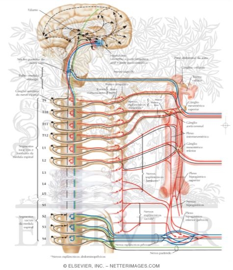 Autonomic Innervation
Innervation of Small and Large Intestines: Schema
Nerve Supply of Small and Large Intestines