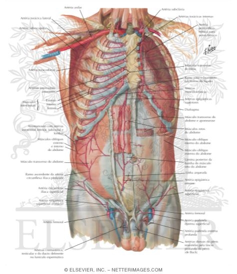 Artérias da Parede Anterior do Abdome