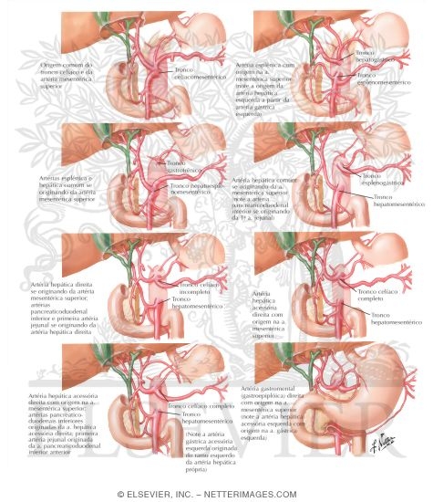Variations In Celiac Trunk 
Blood Supply of Small and Large Intestine