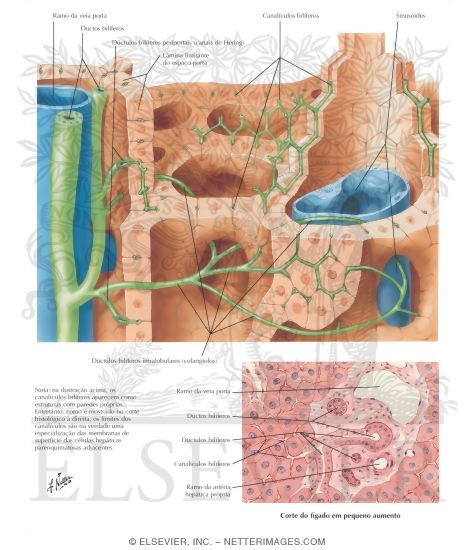 Intrahepatic Biliary System: Schema