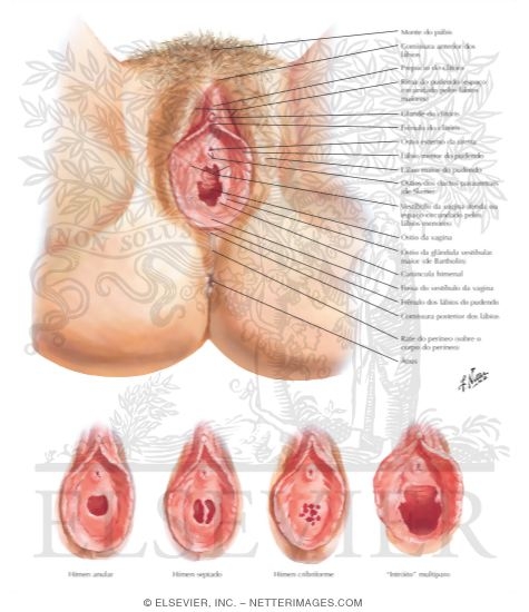 External Genitalia
Perineum and External Genitalia (Pudendum or Vulva)