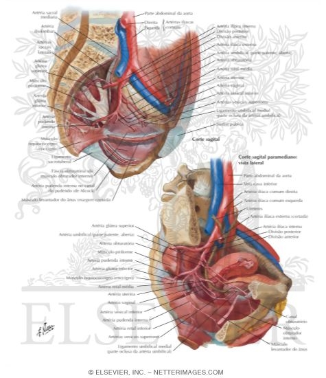 Arteries and Veins of Pelvis: Female
Blood Supply of Pelvis II