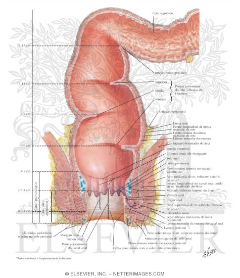 Rectum and Anal Canal
Structure of the Rectum and Anal Canal