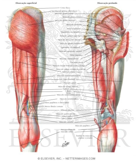 Muscles of Back of Hip and Thigh
Muscles of Hip and Thigh: Posterior Views 