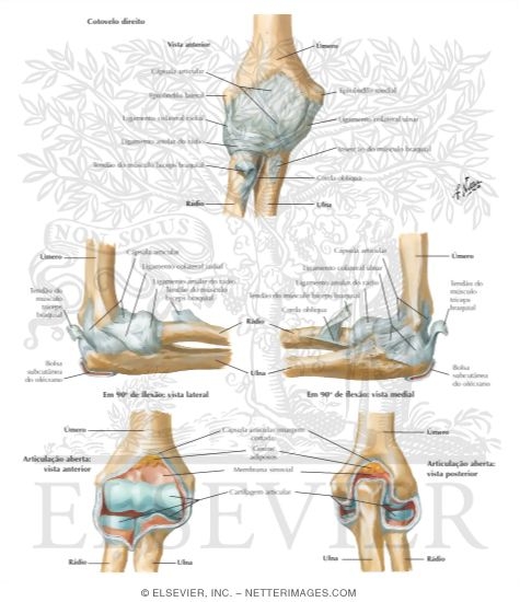 Ligaments of Elbow
Ligaments of the Right Elbow Joint