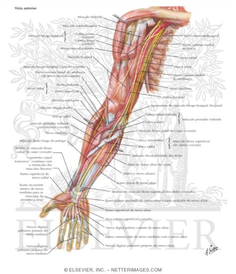 Nerves of the Upper Extremity