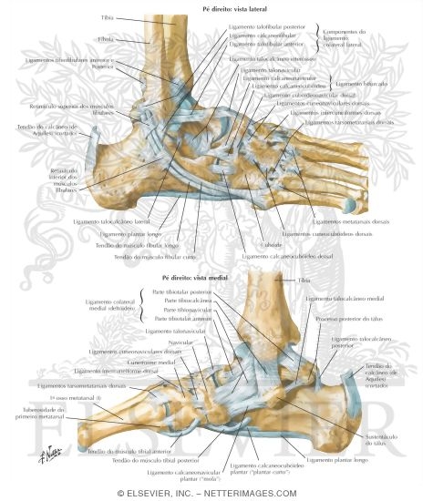 Ligaments of the Ankle Joint
Ligaments and Tendons of Ankle