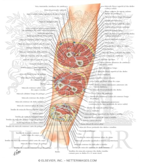 Cross-Sectional Anatomy of Right Forearm