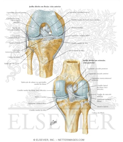Joelho : Ligamentos Cruzados e