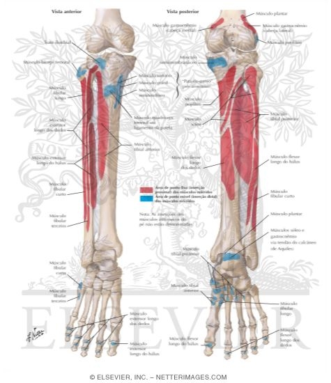 Bony Attachments of Muscles of Leg Attachments of Muscles of Leg