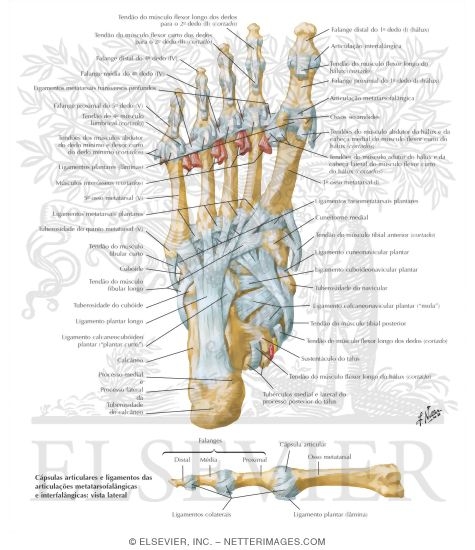 Tendon Insertions and Ligaments of Sole of Foot
Ligaments and Tendons of Foot: Plantar View