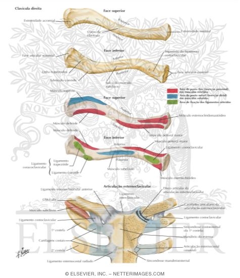 Clavícula e Articulação Esternoclavicular