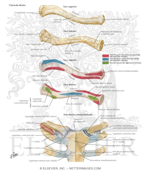 Clavicle and Sternoclavicular Joint 
Right Clavicle and Sternoclavicular Joint