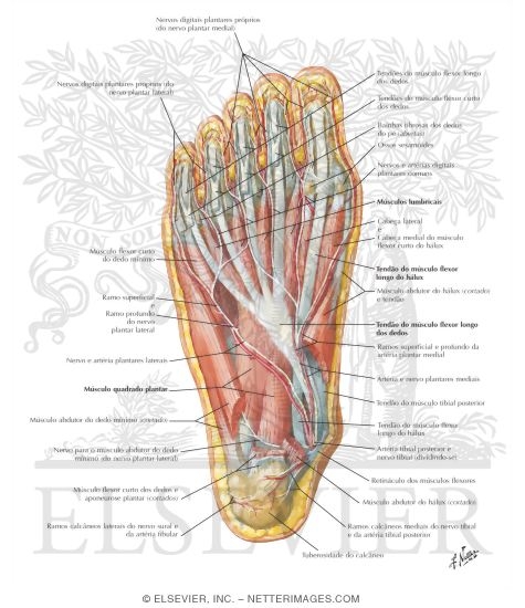 Muscles of Sole of Foot: Second Layer