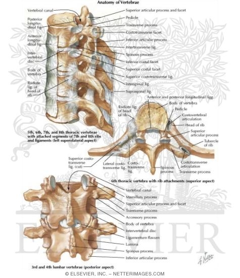 anatomy of vertebra