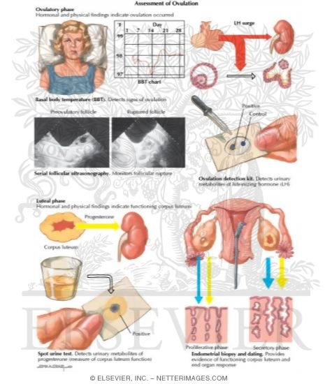 Assessment of Ovulation