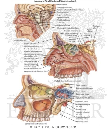 Sinus Anatomy