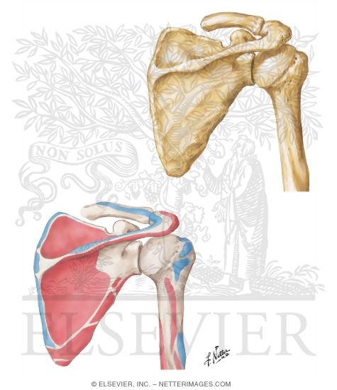 Posterior View Scapula and Proximal Humerus