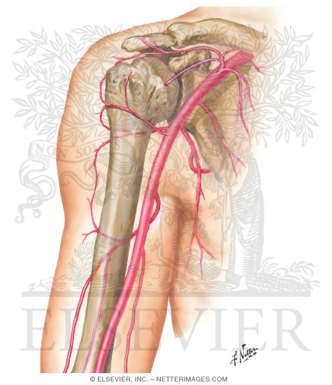 Axillary and Brachial Arteries