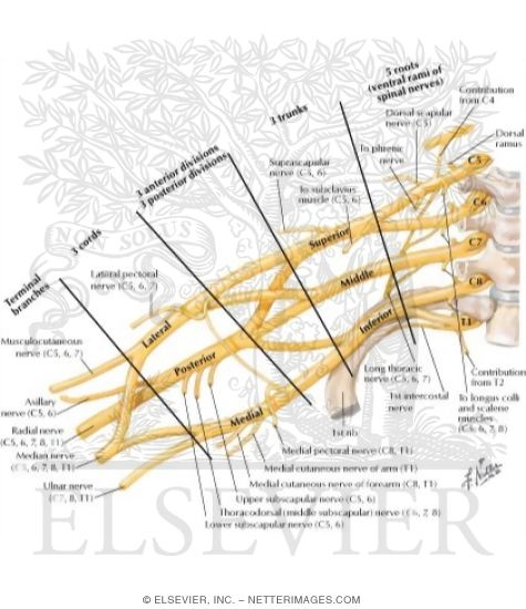 Brachial Plexus: Schema